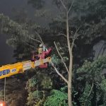 tree-maintenance-service