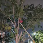 tree-trimming-maintenace